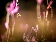 11th Sep 2016 - Back lit bee