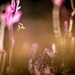 Back lit bee by jodies