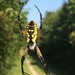 yellow garden spider by wiesnerbeth