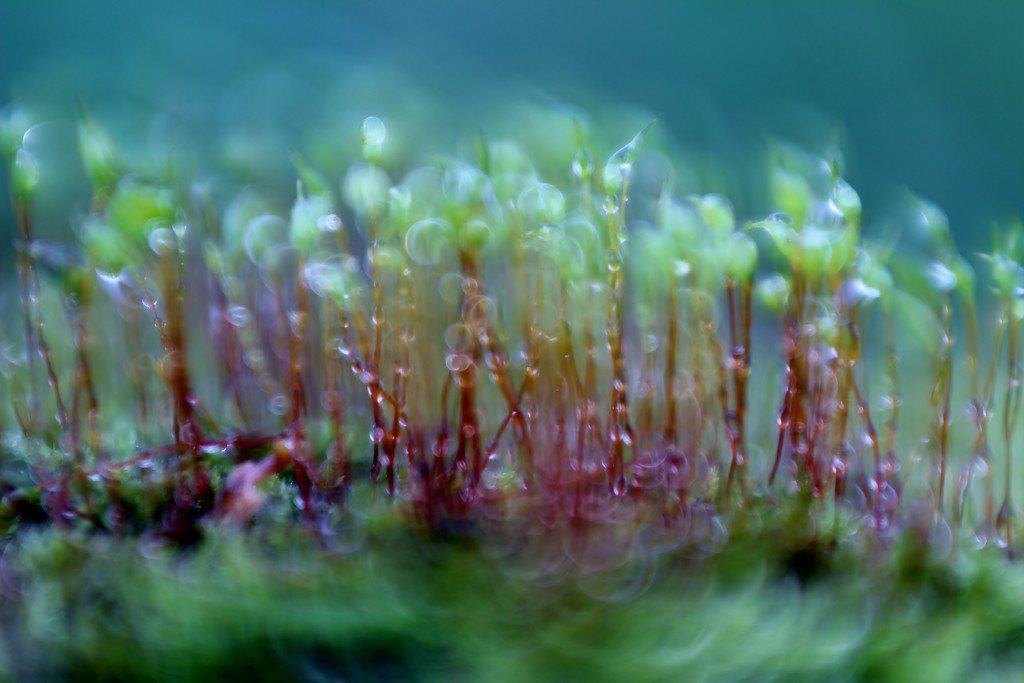 Lensbaby Moss (2) .... For Me by motherjane