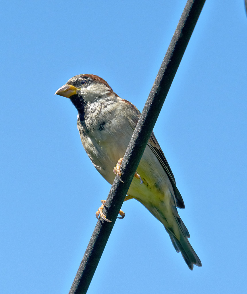 Noble Sparrow by gardencat