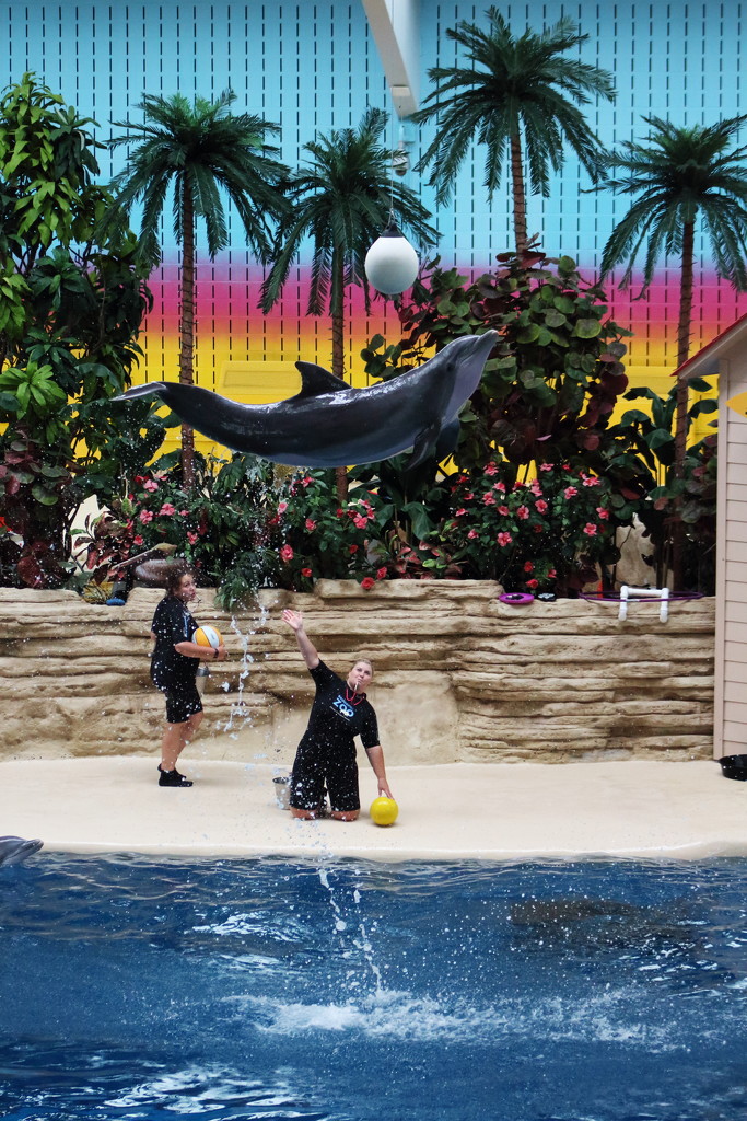 Dolphin Jump by randy23
