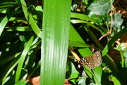 11th Sep 2016 - Speckled wood