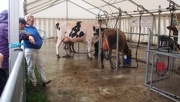 11th Sep 2016 - Milking time