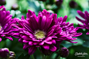 11th Sep 2016 - Purple Chrysanthemum