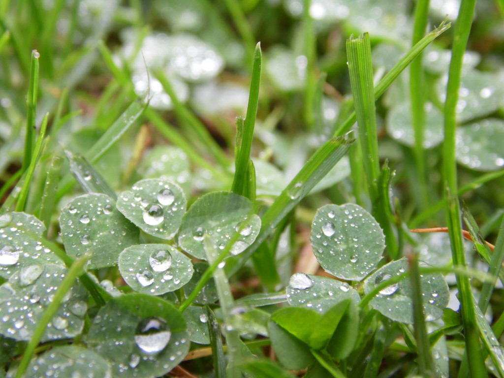  Raindrops on Clover by dragey74