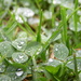  Raindrops on Clover by dragey74
