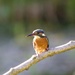 Kingfisher-large eyes by padlock