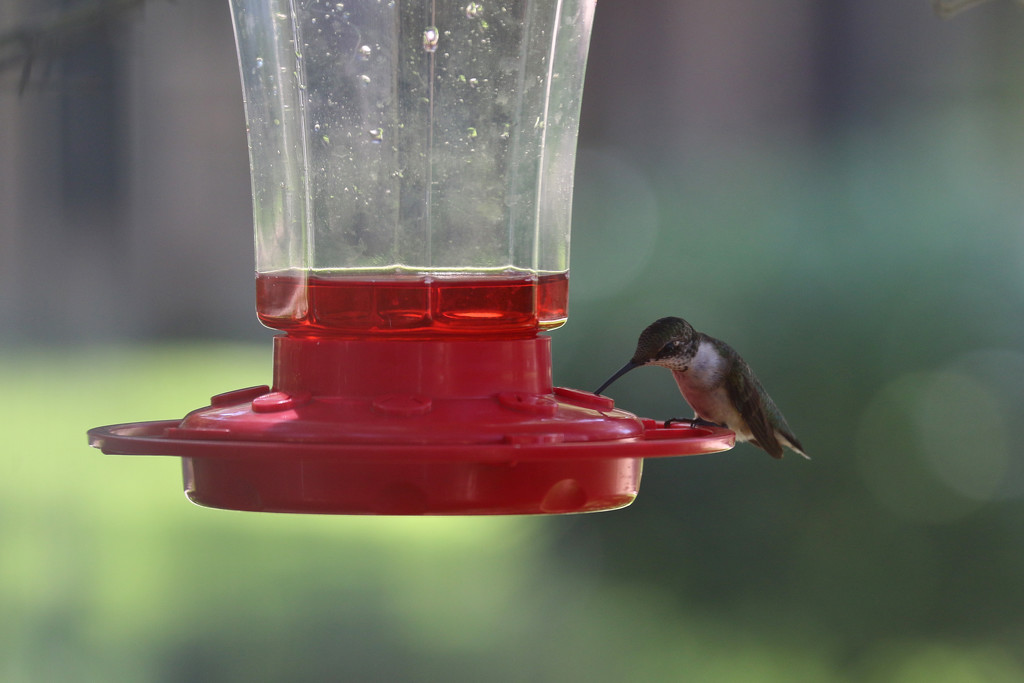 Hummingbird by ingrid01