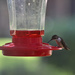 Hummingbird by ingrid01