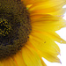 September Sunflower by cookingkaren