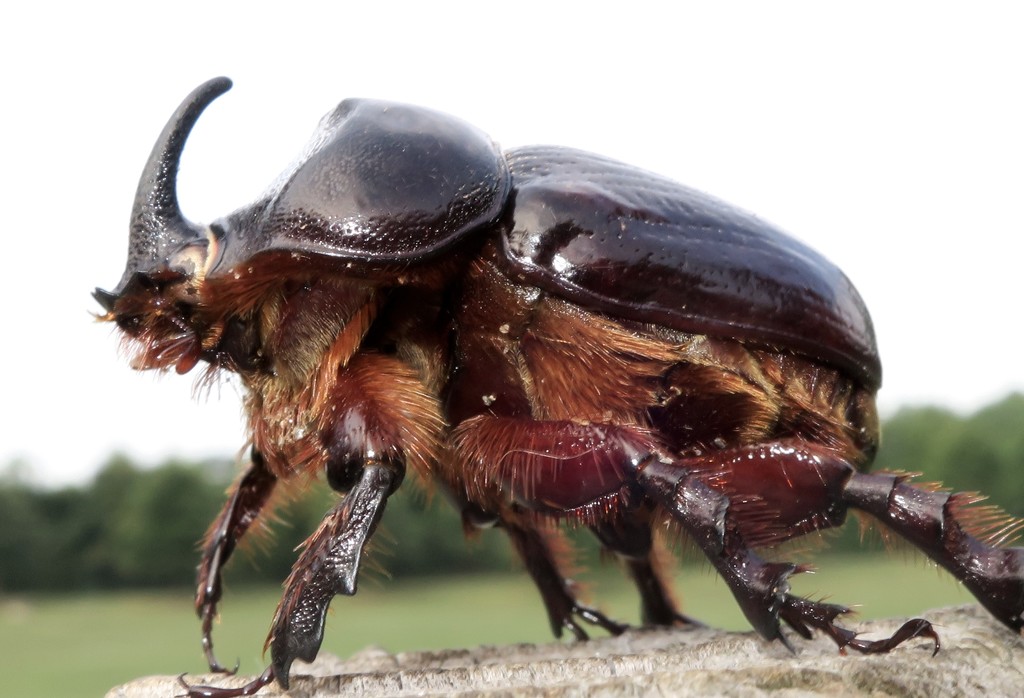 rhino beetle by scottmurr