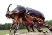 11th Sep 2016 - rhino beetle