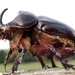 rhino beetle by scottmurr
