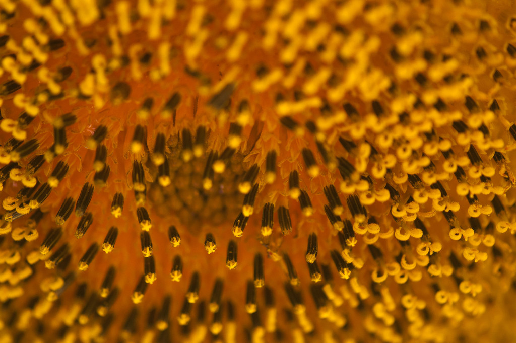 sunflower macro by dianen