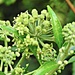  Ivy Flowers by oldjosh
