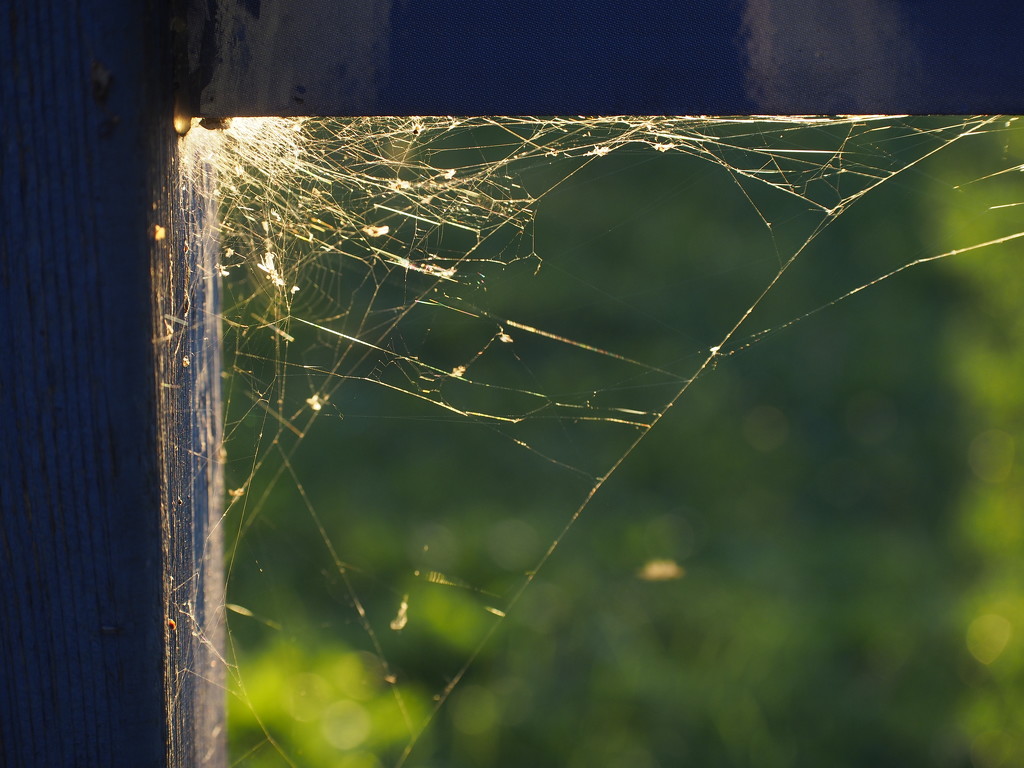 Web in the Corner by selkie