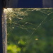 Web in the Corner by selkie