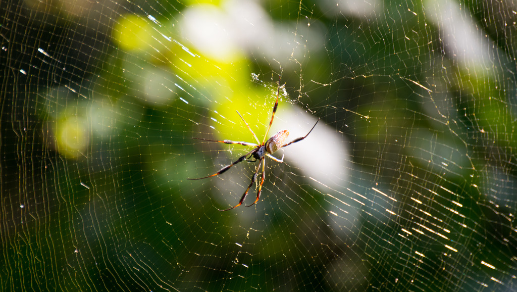 Banana Spider and Giant Web! by rickster549