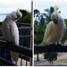 Cheeky Cockatoos ~ by happysnaps