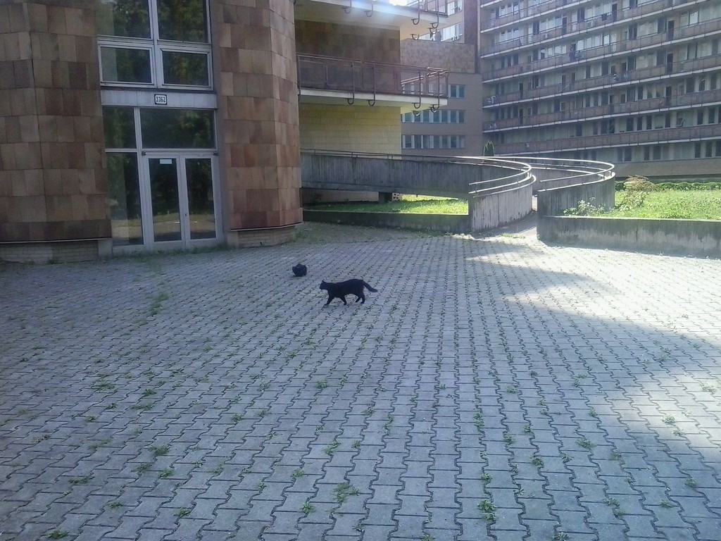 Black cats in the hospital. by ivm