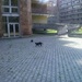 Black cats in the hospital. by ivm