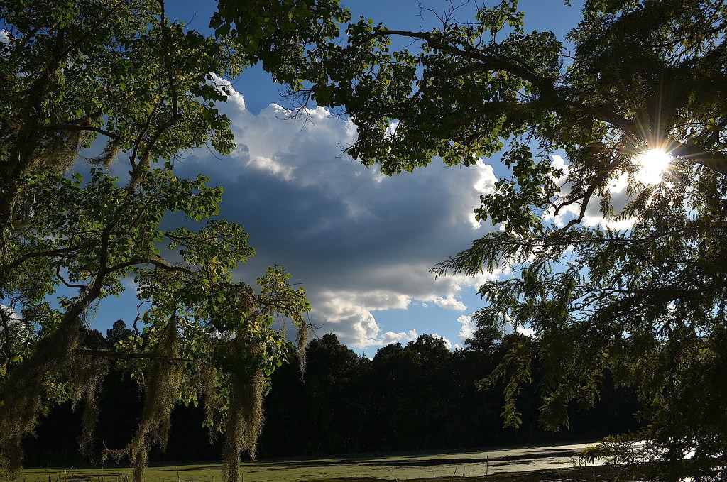 Late summer clouds, Magnolia Gardens, Charleston, SC by congaree
