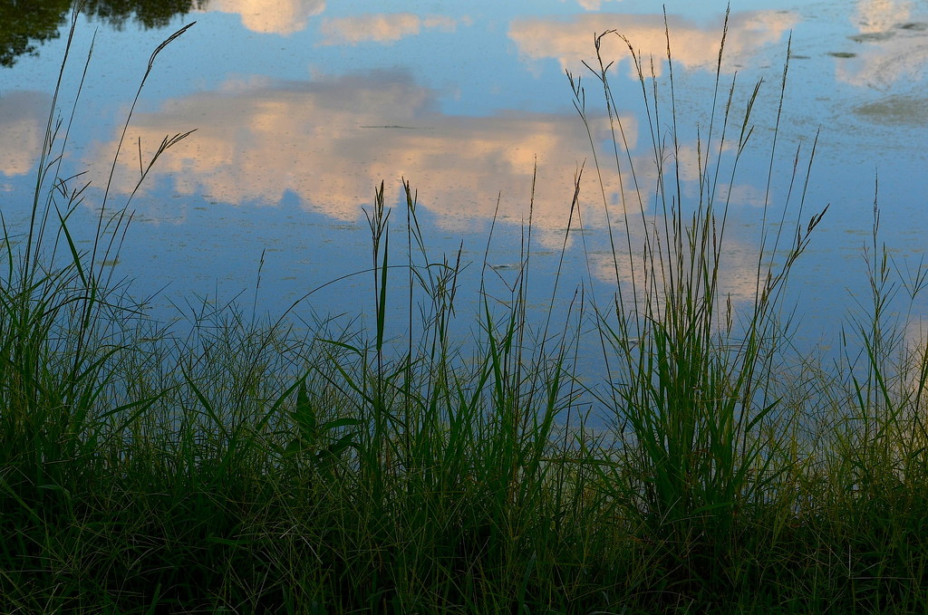 Cloud reflections, Magnolia Gardens, Charleston, SC by congaree