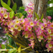 orchiding into spring by koalagardens