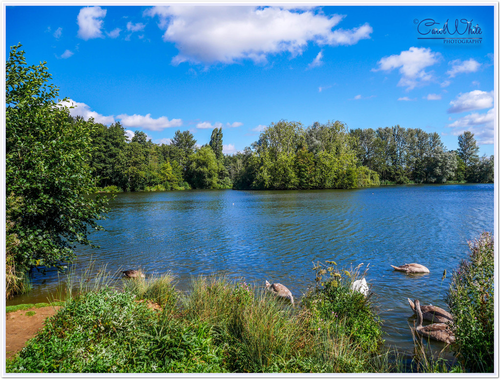 Delapre Park Lake by carolmw
