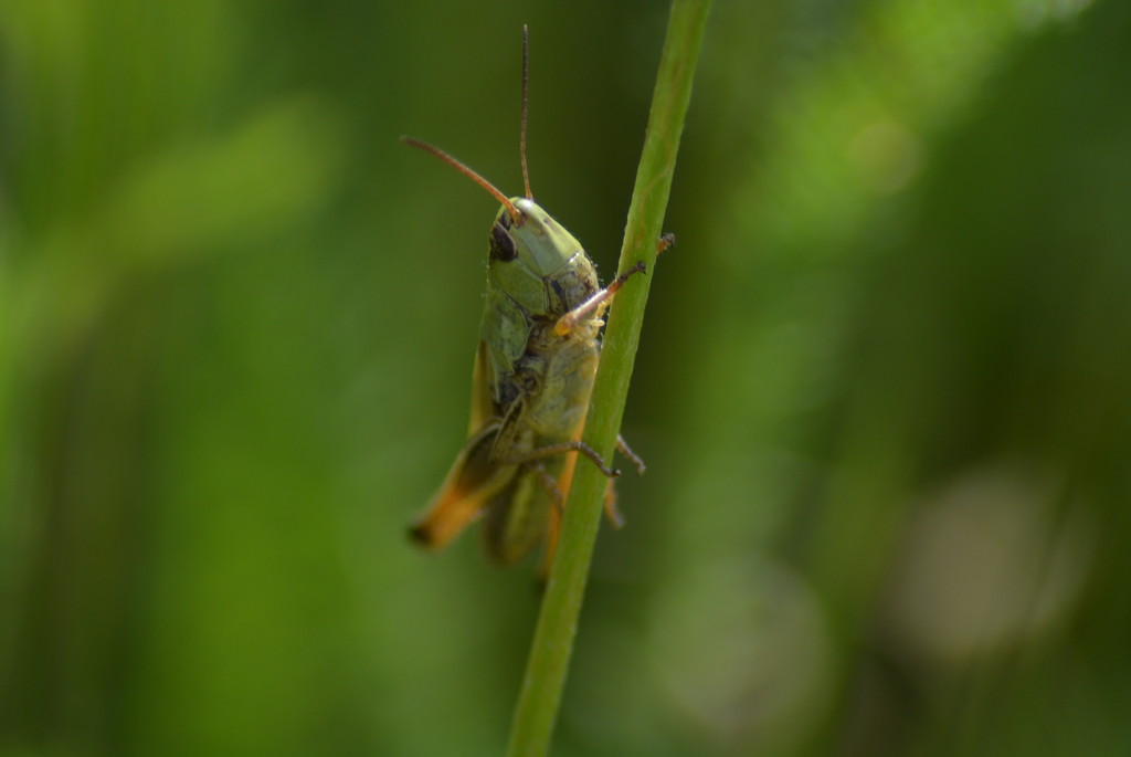 Grasshopper by fortong