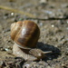 Snail by fortong