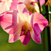 Closeup of my Orchid by elisasaeter