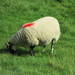 sheep by jmj