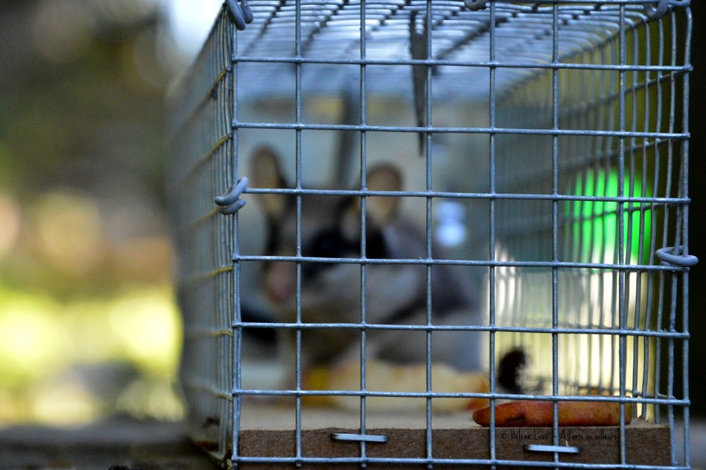 Dormouse caged  by parisouailleurs
