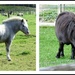 Ponies  by beryl