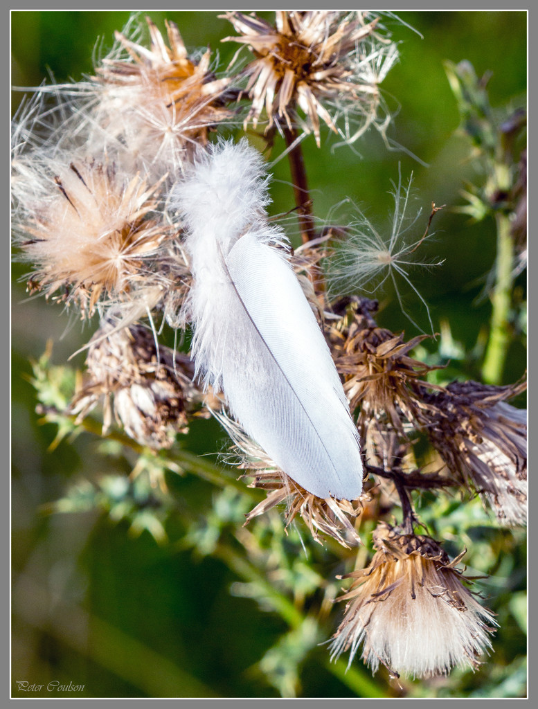 White Feather by pcoulson