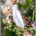 White Feather by pcoulson