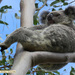 now that's laid back! by koalagardens