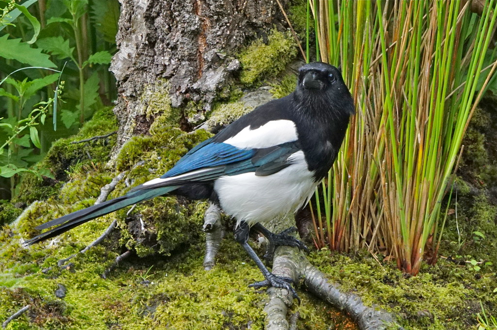 MAGPIE by markp
