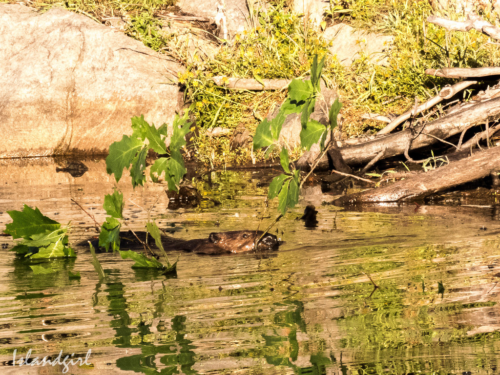 A Beaver building his den by radiogirl