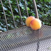 12th Sep 2016 - Peaches On A Bench
