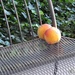 Peaches On A Bench by linnypinny