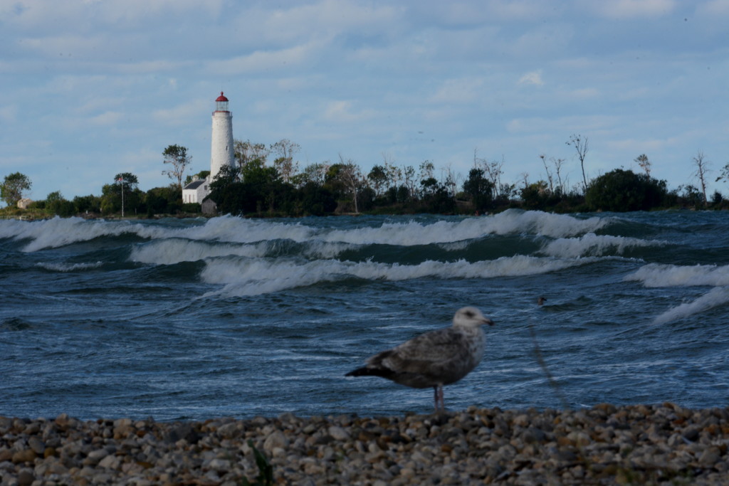 Lighthouse and the Seagull by jayberg