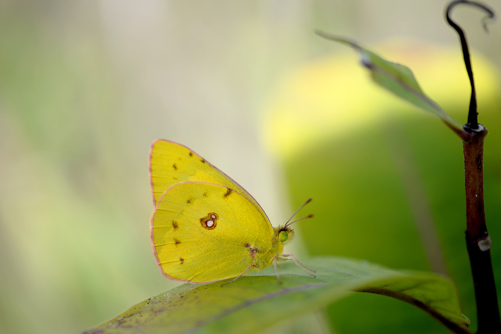 Little Yellow Butterfly! by fayefaye