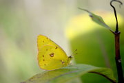 12th Sep 2016 - Little Yellow Butterfly!