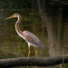 Tri-colored Heron Taking a Stroll! by rickster549