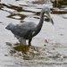 Lil Blue Heron! by rickster549
