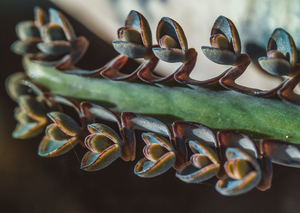 Mother of Thousands by rosiekerr
