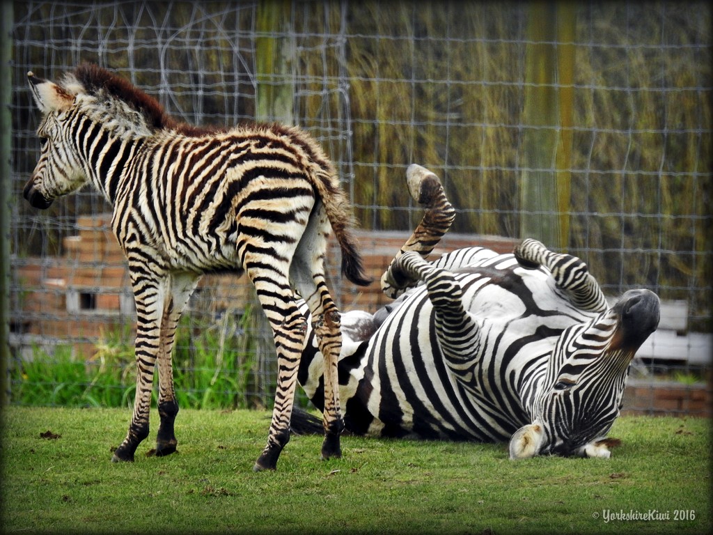 Zebra-cise by yorkshirekiwi